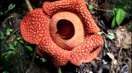 Rare World Biggest Rafflesia Flower found in West Sumatra, Indonesia