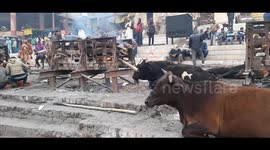 Cows in winter at cremation ghat known as harishchandra ghat in varanasi (kashi)