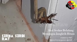 The fate of the cricket in the hands of the grasshopper