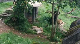 a lion's tail relaxing under a tree with a breeze that I lifted relax