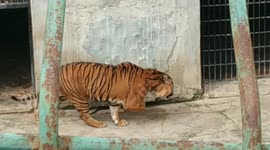 the dashing Sumatran tiger limps in the kinantan bukittinggi zoo