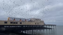 Thousands of starlings burst out from under famous pier in Wales