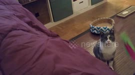 A cute cat standing up very focus