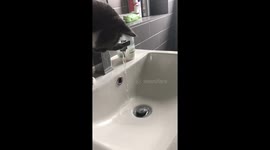 Cat playing with water