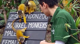Zookeepers at London Zoo take an annual stocktake of all animals