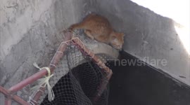 Kitten rescued after spending two nights trapped under drain
