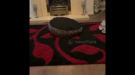 Three-month-old puppy thinks he’s a high tech robot hoover