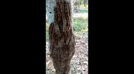Dozens of hairy caterpillars seen wrapped round tree
