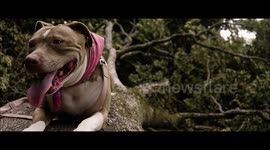Panting Pitbull on a Hot Day