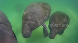 Underwater footage of rescued Manatees living at rehabilitation center in Brazil