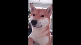 How my cute Shiba inu puppy dog wakes me up