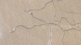 Snail game draws curious shapes in the sand