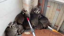 Family of 11 raccoons are not interested in leaving this Canadian porch