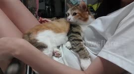 The cat doesn't want to go on my body