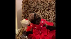 Celebrating Monkey Style