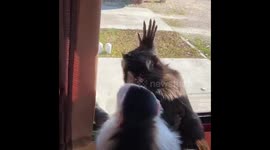 Sasha Teaching Lola to Clean Windows