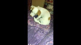 Jack Russell Puppy Butch decides to chase his tail then play after midnight