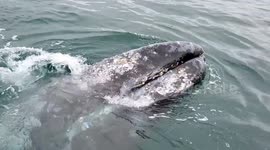 Pair of friendly grey whales inspect raft off California's coast