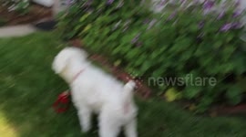 small dog taking other dog for a walk