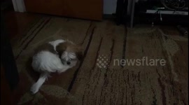 Cute puppy chasing his tail