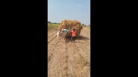 Indian farmer forced to pull hay-filled cart home after his ox falls sick