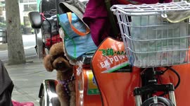 China's ebikes lead in pollution reduction