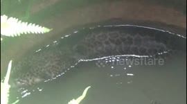 Leopard netted and dragged to safety after falling into village well in south India