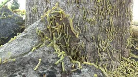 Thousands of tiny caterpillars attack trees beside residential housing complex in southern Indonesia