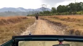 Wild tusker runs after safari jeep in tiger reserve in northern India