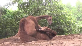Amourous camels seen making love in Indonesia