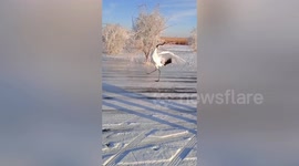 Red-crowned crane struggles to stand up on icy lake when tourists approach it