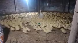 The ducks move the continuous circle in a strange way