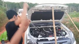 King cobra slithers into car engine during New Year party in Thailand