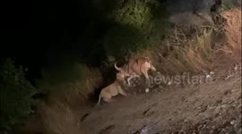 Rare Asian lioness seen wrestling with stubborn bull in western India