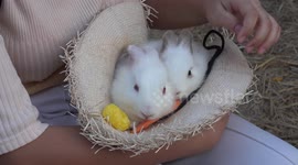 Two cute white bunny rabbits in a hat.
