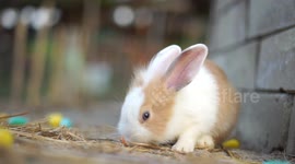 A cute bunny rabbit eating food.