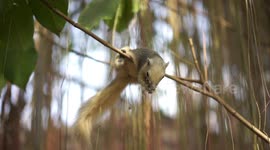 A squirrel eating a nut on a tree, suddenly drops it and runs away.