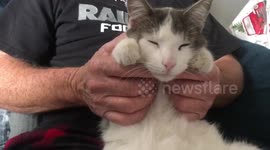 Adorably lazy cat is disinterested in football game and just wants pets