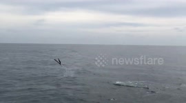 US tourist captures mobula rays leaping out of sea off Mexico's western coast