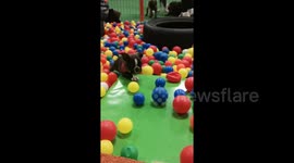 Pepper the puppy runs through a ball pit to get to her owner in Netherlands
