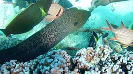 BORA BORA MOREY EEL BITES CAMERA