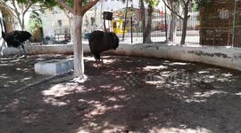 Guy Wants To Get Ostrich Attention In Giza Zoo