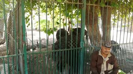 African Ostrich Got Special Zoo Man For Food Party