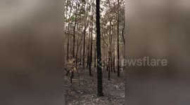 Bushfires leave forest floor covered in ash and trees burnt to a cinder in New South Wales