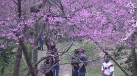 Tourists admire pink cherry blossom blooming during winter in northern Thailand