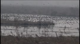 Hokersar -The Heaven of Migratory Birds in Northern India.