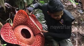 Rare sight: huge flower blooms in Indonesian rainforest