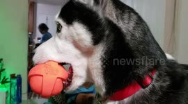 Husky Holding Ball In His Mouth For Over A Minute