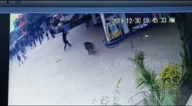 Wild pig injures several during rampage in northern India