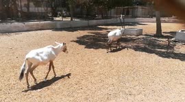 White Gemsbok Oryx In Giza Zoo